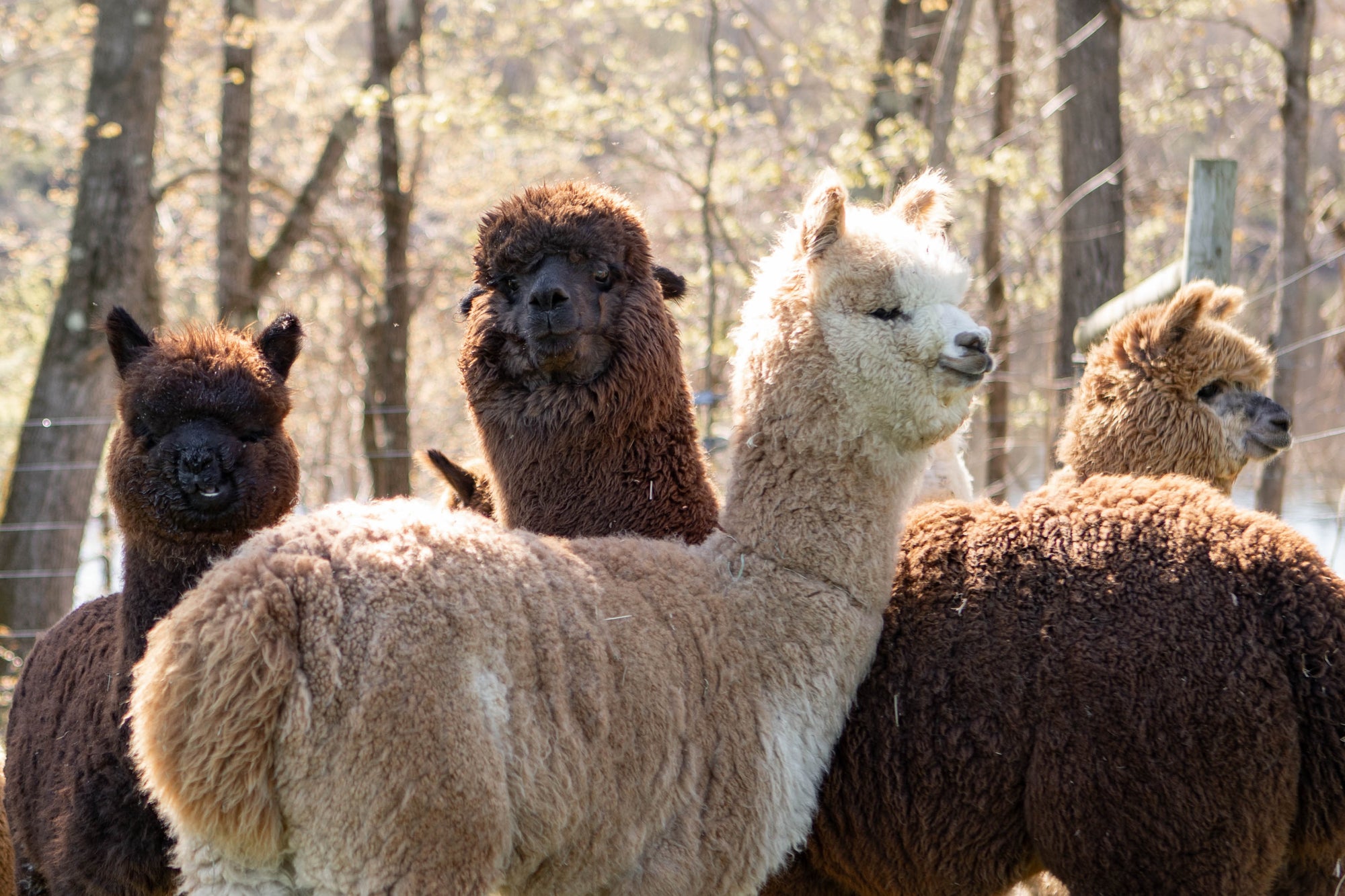 Alpaca Sweaters