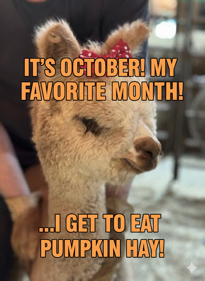 Alpaca of the month