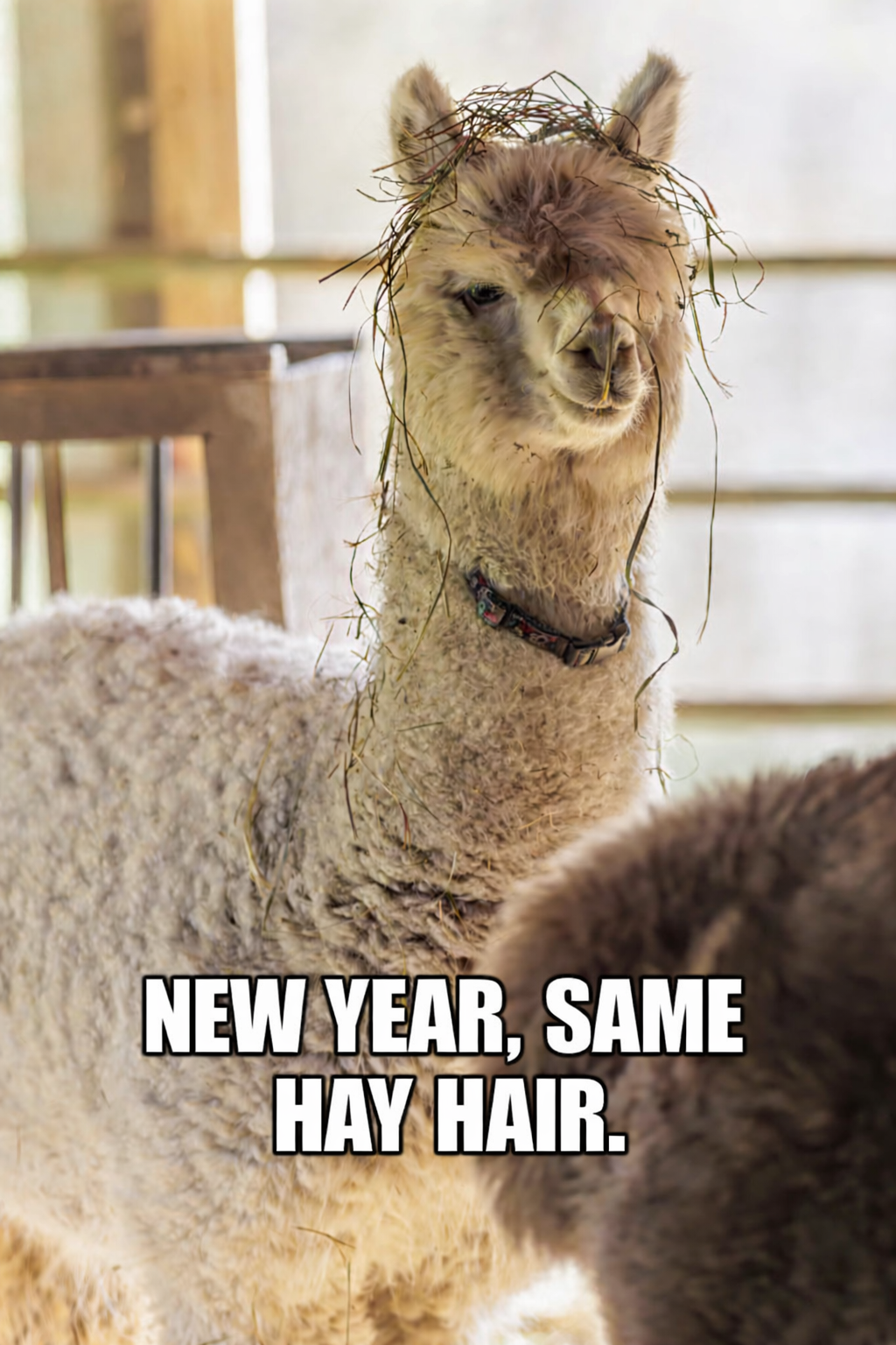 Alpaca of the Month January 2026 - New Year, Same Hay Hair