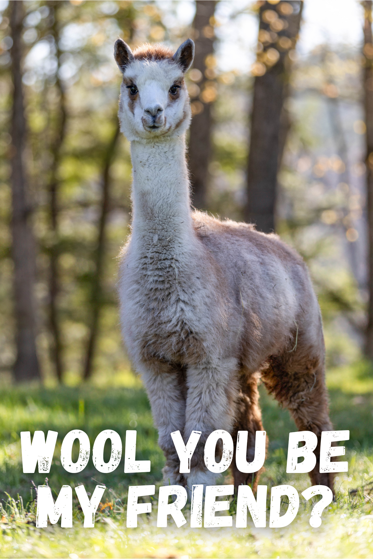 Alpaca of the Month - Wool You Be My Friend?
