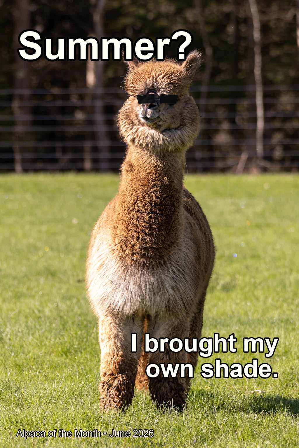 Alpaca of the Month June 2026 - Summer? I Brought My Own Shade
