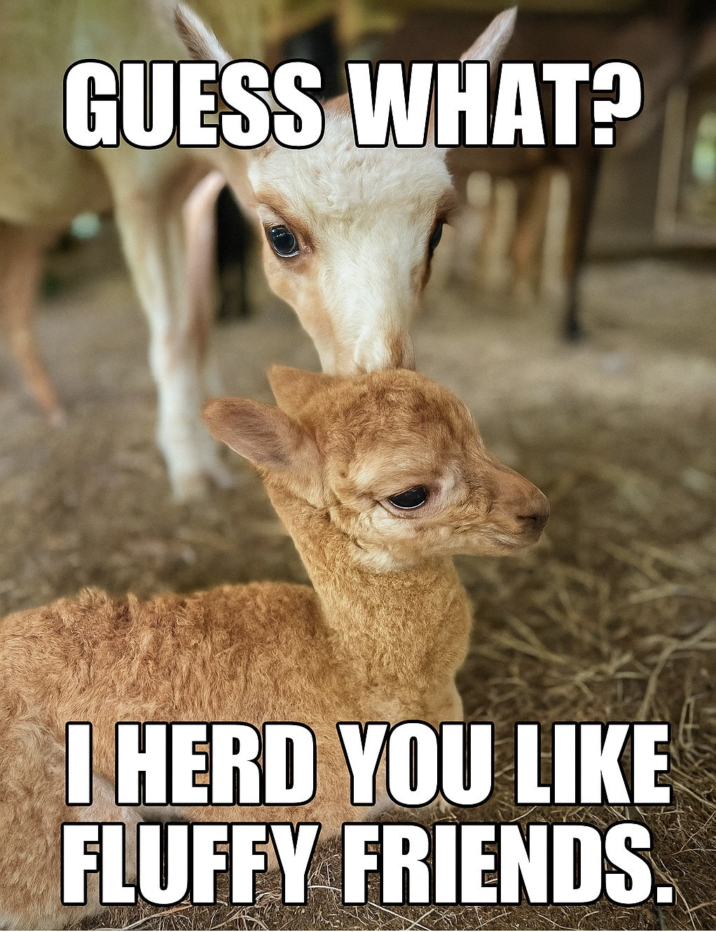 Alpaca of the Month June 2025 - New Friends on the Farm