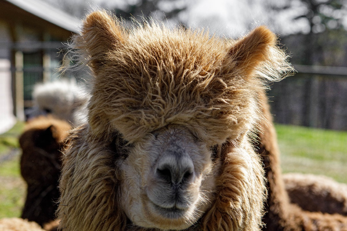 Alpaca Gloves, Mittens, Hats