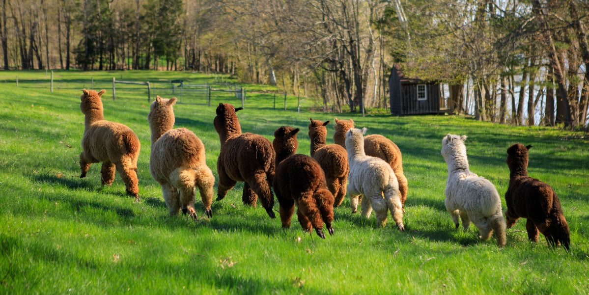 Alpaca Outerwear